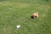 AKC Yen, a female Shiba Inu for sale in New Bloomfield, PA – 5 of 10