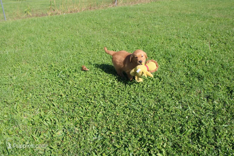 AKC Snappy – Golden Retriever puppy for sale in New Bloomfield, PA