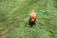 AKC Helen , a female Golden Retriever for sale in New Bloomfield, PA – 5 of 9