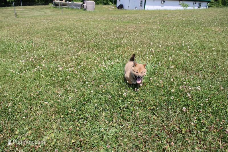 AKC KitKat – Shiba Inu puppy for sale in New Bloomfield, PA