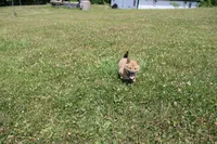 AKC KitKat, a female Shiba Inu for sale in New Bloomfield, PA – 1 of 10