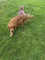 AKC Helen , a female Golden Retriever for sale in New Bloomfield, PA – 6 of 8