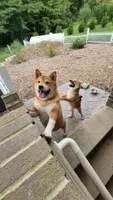 AKC KitKat, a female Shiba Inu for sale in New Bloomfield, PA – 7 of 10