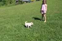 AKC Mary, a female Shiba Inu for sale in New Bloomfield, PA – 4 of 10