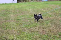 AKC Memory, a female Shiba Inu for sale in New Bloomfield, PA – 7 of 8