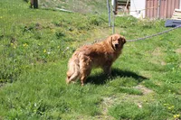 AKC Bullseye , a male Golden Retriever for sale in New Bloomfield, PA – 7 of 8