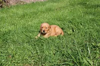 AKC Bullseye , a male Golden Retriever for sale in New Bloomfield, PA – 3 of 8