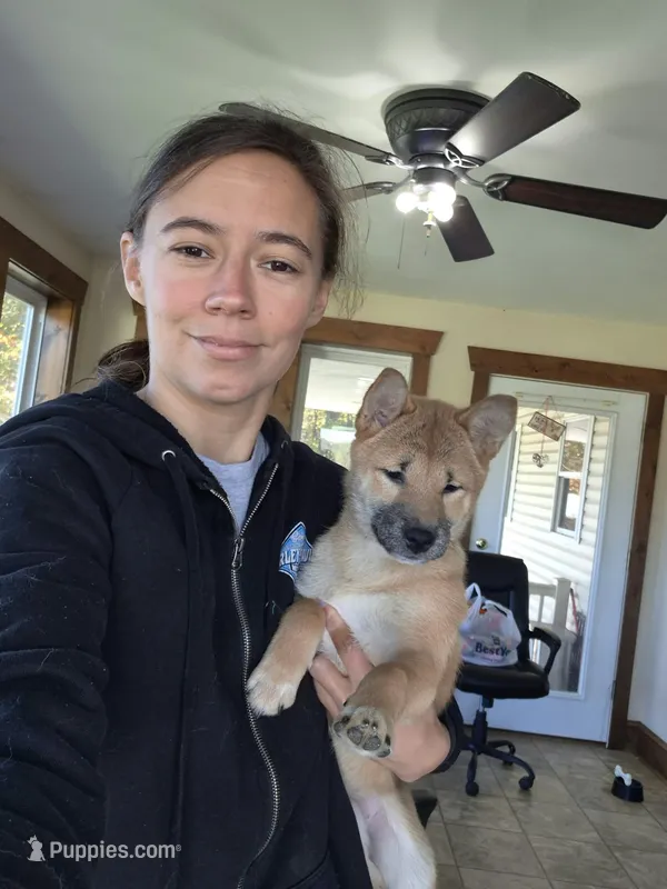 AKC Memory – Shiba Inu puppy for sale in New Bloomfield, PA
