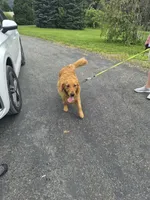 Riley, a male Golden Retriever for sale in New Bloomfield, PA – 7 of 7
