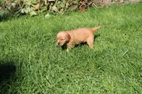 AKC Bullseye , a male Golden Retriever for sale in New Bloomfield, PA – 4 of 8
