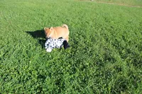 AKC Gladiator, a male Shiba Inu for sale in New Bloomfield, PA – 3 of 10