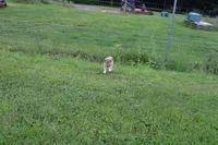 AKC Uno, a female Shiba Inu for sale in New Bloomfield, PA – 2 of 7
