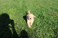 AKC Powerpuff, a female Golden Retriever for sale in New Bloomfield, PA – 6 of 9