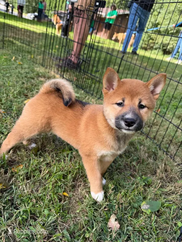AKC Charmander – Shiba Inu puppy for sale in New Bloomfield, PA