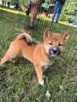 AKC Charmander, a female Shiba Inu for sale in New Bloomfield, PA – 1 of 8