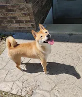 Pound Cake, a male Shiba Inu for sale in New Bloomfield, PA – 7 of 9