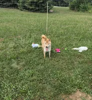 Kiwi, a female Shiba Inu for sale in New Bloomfield, PA – 2 of 10