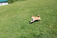 AKC February  , a female Shiba Inu for sale in New Bloomfield, PA – 6 of 10