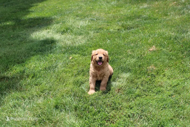 AKC Jack Jack – Golden Retriever puppy for sale in New Bloomfield, PA