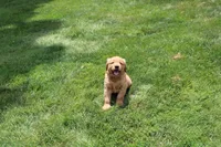 AKC Jack Jack, a male Golden Retriever for sale in New Bloomfield, PA – 1 of 9