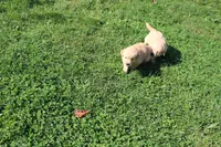 AKC Powerpuff, a female Golden Retriever for sale in New Bloomfield, PA – 4 of 9