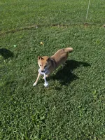AKC Macchiato , a male Shiba Inu for sale in New Bloomfield, PA – 7 of 9