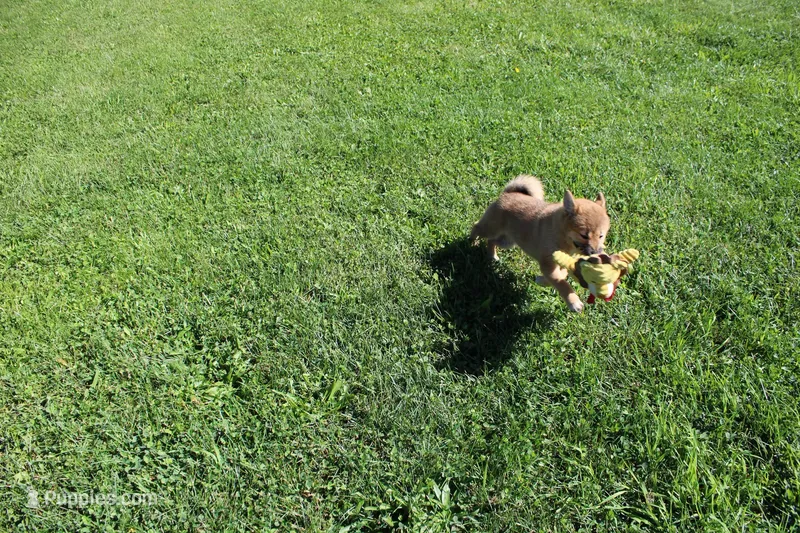 AKC Memory – Shiba Inu puppy for sale in New Bloomfield, PA