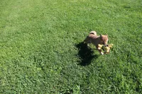 AKC Memory, a female Shiba Inu for sale in New Bloomfield, PA – 2 of 10