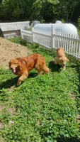 AKC Powerpuff, a female Golden Retriever for sale in New Bloomfield, PA – 9 of 9