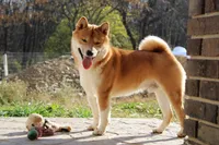 AKC Sphinx , a male Shiba Inu for sale in New Bloomfield, PA – 2 of 3