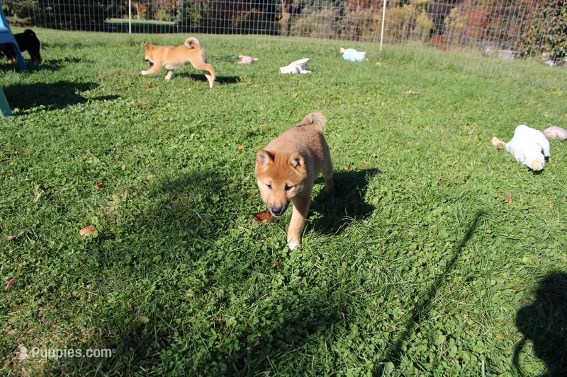 Charmeleon  – Shiba Inu puppy for sale in New Bloomfield, PA