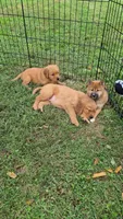 AKC Charmander, a female Shiba Inu for sale in New Bloomfield, PA – 3 of 8