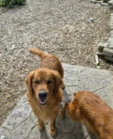 AKC Hamburger , a male Golden Retriever for sale in New Bloomfield, PA – 8 of 10