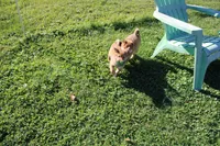Charmeleon , a female Shiba Inu for sale in New Bloomfield, PA – 6 of 10