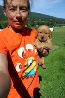 AKC Bullseye , a male Golden Retriever for sale in New Bloomfield, PA – 5 of 8