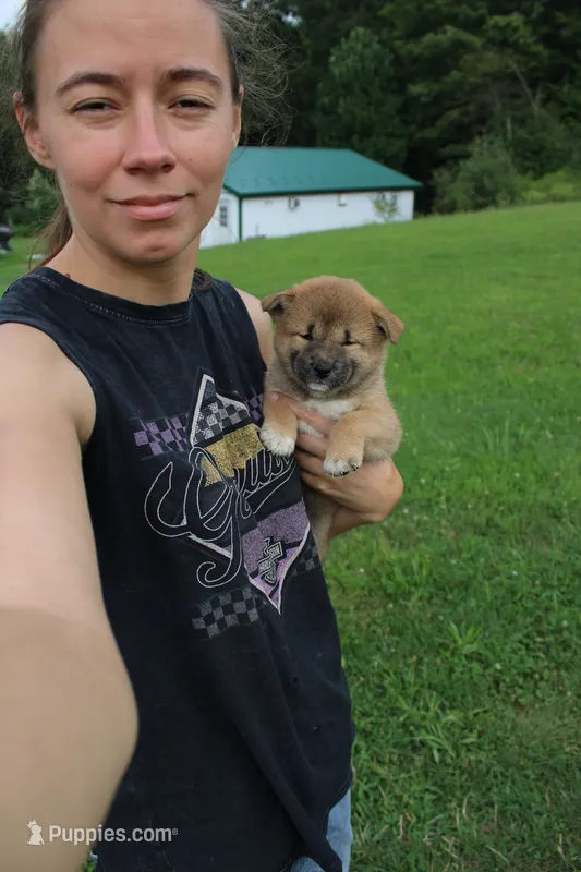 AKC Memory – Shiba Inu puppy for sale in New Bloomfield, PA