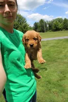 AKC Parr, a male Golden Retriever for sale in New Bloomfield, PA – 7 of 10