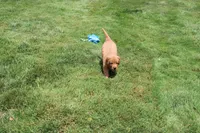 AKC Parr, a male Golden Retriever for sale in New Bloomfield, PA – 4 of 10