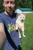 AKC Mary, a female Shiba Inu for sale in New Bloomfield, PA – 8 of 10