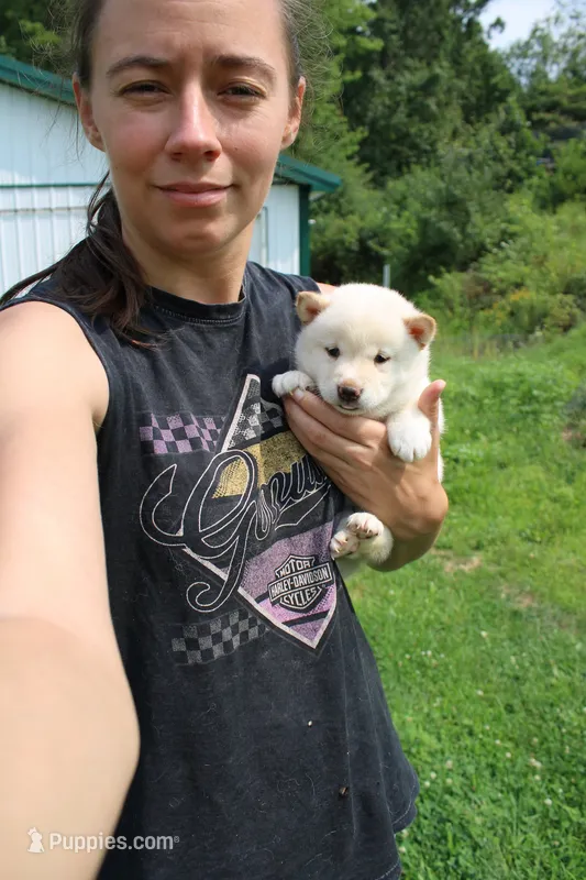 Cheesecake  – Shiba Inu puppy for sale in New Bloomfield, PA