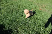 CatDog, a male Golden Retriever for sale in New Bloomfield, PA – 4 of 8