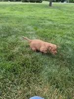 AKC Helen , a female Golden Retriever for sale in New Bloomfield, PA – 3 of 8