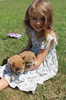 AKC Memory, a female Shiba Inu for sale in New Bloomfield, PA – 4 of 8