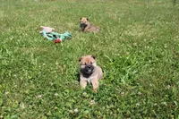 Dark Chocolate , a female Shiba Inu for sale in New Bloomfield, PA – 4 of 10
