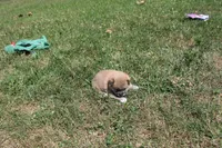 AKC Memory, a female Shiba Inu for sale in New Bloomfield, PA – 3 of 8