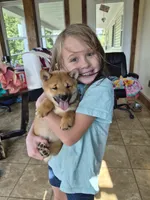 AKC KitKat, a female Shiba Inu for sale in New Bloomfield, PA – 2 of 8
