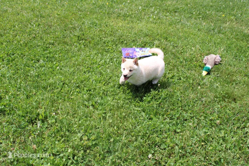 AKC Mary – Shiba Inu puppy for sale in New Bloomfield, PA