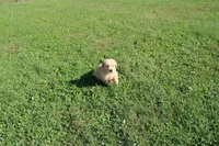 Teen Titan , a male Golden Retriever for sale in New Bloomfield, PA – 7 of 10
