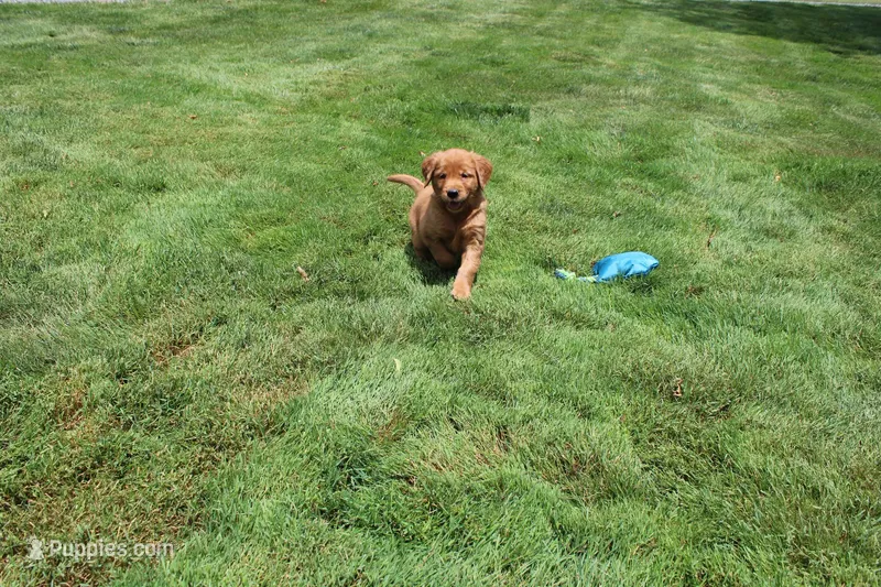 AKC Helen , a female Golden Retriever for sale in New Bloomfield, PA – 1 of 9