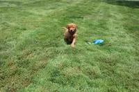 AKC Helen , a female Golden Retriever for sale in New Bloomfield, PA – 1 of 9